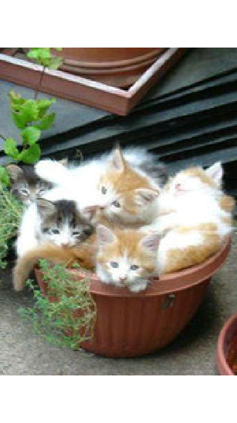 あのね