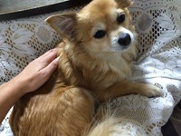 動物にレイキ・靈氣