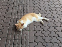猫に注意⁉️