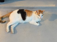 南国、島猫