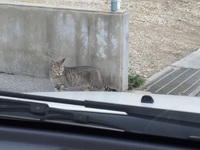 サバ猫発見❗️島猫たちも寒いのか⁉️