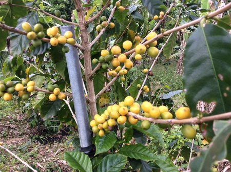 奄美 おもしろ農業 コーヒーの木 黄実