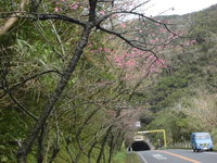 ヒカン桜、、、