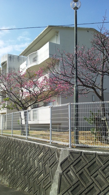 非寒桜咲いてます♪