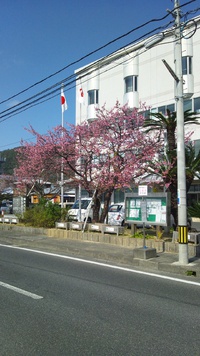 非寒桜咲いてます♪ 2015/01/23 13:48:56
