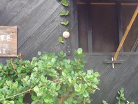 綺麗な花(*^_^*) 2018/05/16 13:38:35