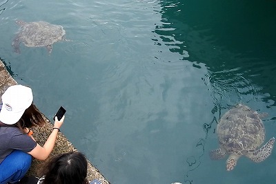 アオウミガメ