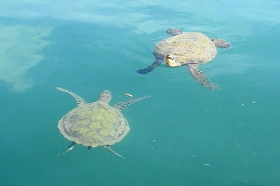 アオウミガメ