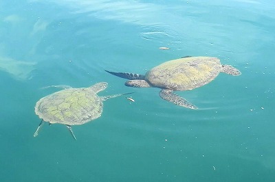 アオウミガメ