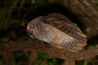 リュウキュウコノハズク女郎蜘蛛を食べる