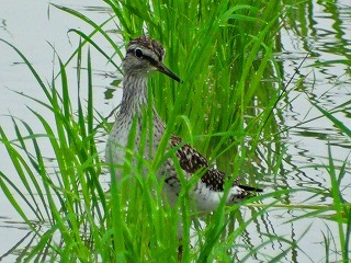 今朝の田袋