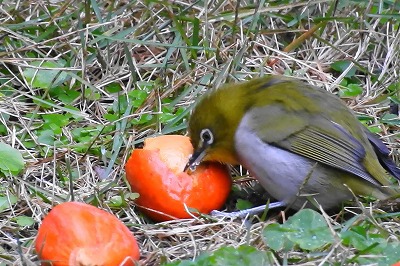 あまみのやまちゃん メジロがソテツ 蘇鉄 を食べる