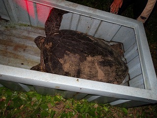 アオウミガメ