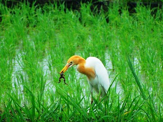 アマサギ
