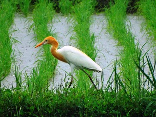 アマサギ