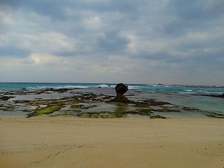海岸に咲いていた花