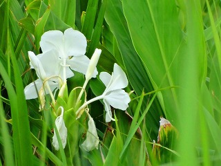 あまみのやまちゃん ハナシュクシャ 花縮紗 咲く