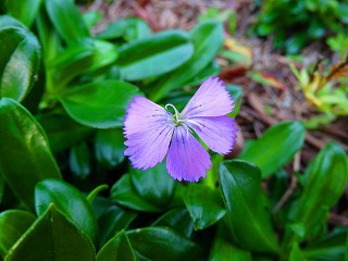 海岸に咲いていた花