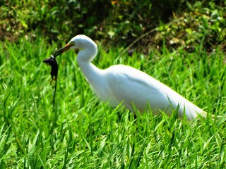 シラサギの食事はネズミ