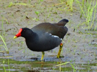 シラサギの食事はネズミ