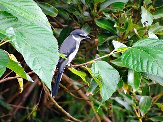 リュウキュウサンショウクイ