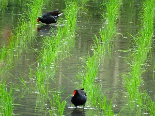 今朝の田袋