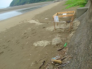 カメ産卵