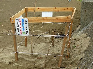 カメ産卵