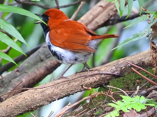 畑のアカヒゲ♂