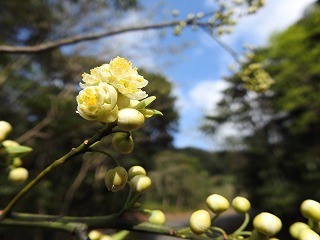 アオモジ咲く