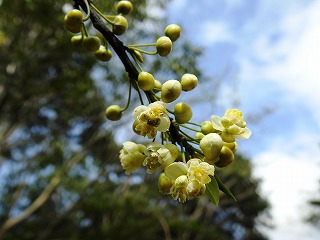 アオモジ咲く