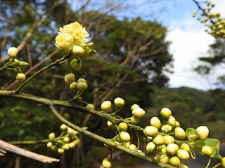 アオモジ咲く