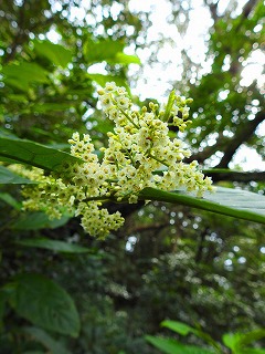 シマイズセンリョウ（島伊豆千両）