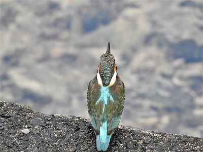 カワセミ
