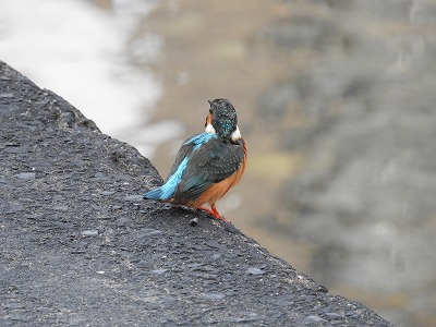 カワセミ