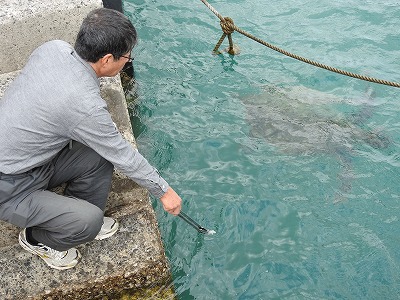 アオウミガメに餌を