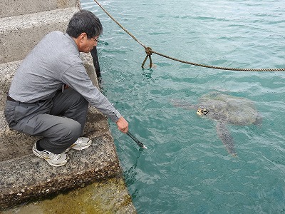 アオウミガメに餌を
