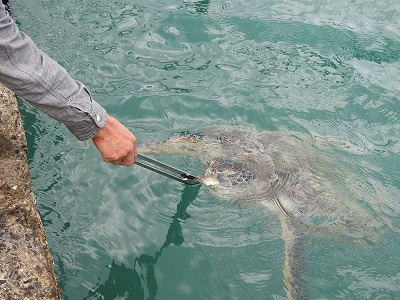 アオウミガメに餌を