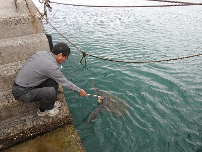 アオウミガメに餌を
