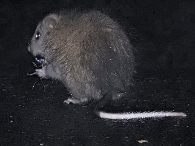 あまみのやまちゃん 動物