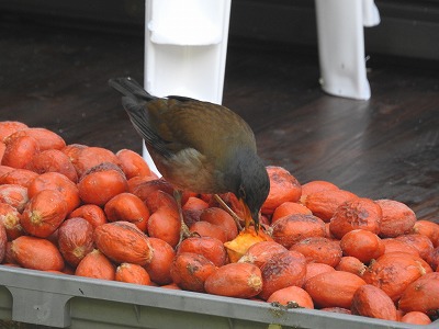 あまみのやまちゃん シロハラがソテツの実を食べる