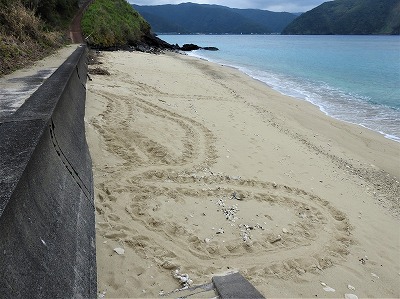カメの上陸