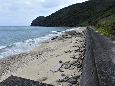カメの上陸