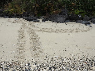 カメの上陸