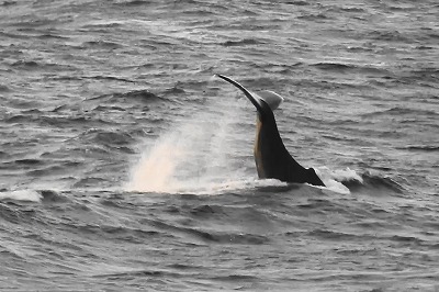 クジラの行動パターン　　　　テールスラップ（尾びれで水面を叩く）・・・・・・・動画追加