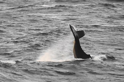 クジラの行動パターン　　　　テールスラップ（尾びれで水面を叩く）・・・・・・・動画追加