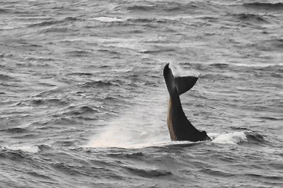 クジラの行動パターン　　　　テールスラップ（尾びれで水面を叩く）・・・・・・・動画追加