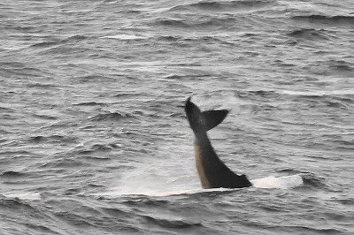 クジラの行動パターン　　　　テールスラップ（尾びれで水面を叩く）・・・・・・・動画追加