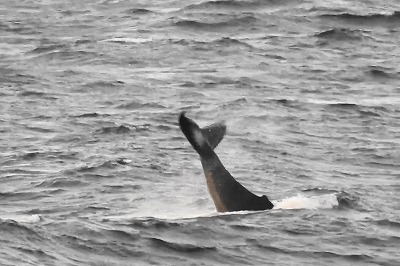 クジラの行動パターン　　　　テールスラップ（尾びれで水面を叩く）・・・・・・・動画追加