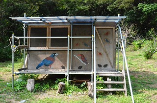 野鳥観察小屋とルリカケス